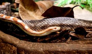 毒蛇的毒牙一般长在 毒蛇的毒牙一般长在